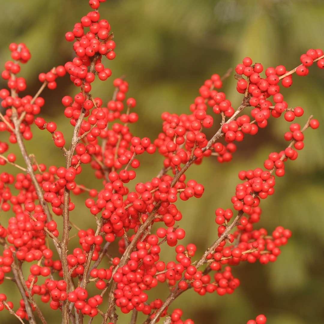 Berry Nice Ilex | Spring Meadow - Wholesale Liners - Spring Meadow Nursery